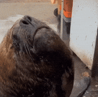 Elcatador GIF