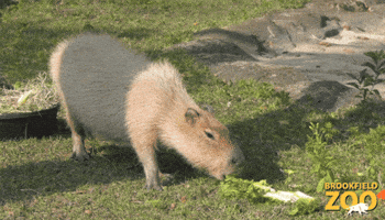 Hungry Snack GIF by Brookfield Zoo
