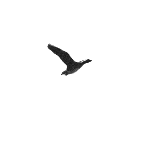 Bird Gif Png - Bird Flying Gif Png - 803x387 PNG Download - PNGkit