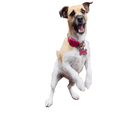Jack Russell Sticker by TORRESgraphics