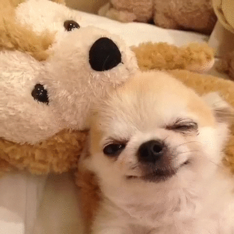 Video gif. A tired-looking puppy with a blanket over it uses a stuffed bear as a pillow.