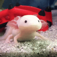 Cute Axolotl GIFs - Find & Share on GIPHY