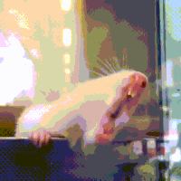 window hamster GIF