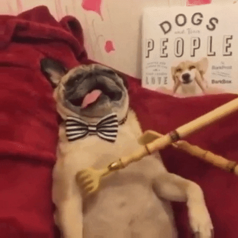 Pug Puppy Day GIF by Rover.com