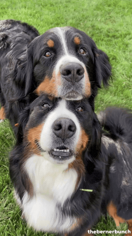 Dogs GIF