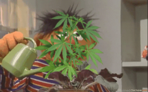  weed 420 marijuana pot cannabis GIF