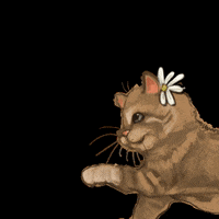 windywaytrust cat cute cat windywaytrust GIF