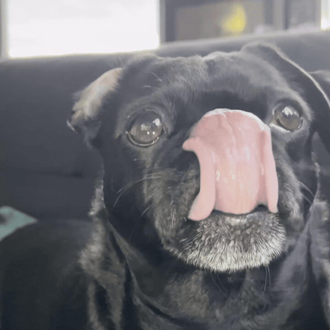Staring Nom Nom GIF