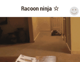 racoon GIF