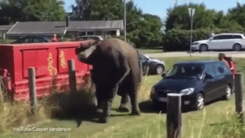 elephant hates GIF