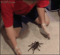 Spider Crawl GIFs - Find & Share on GIPHY