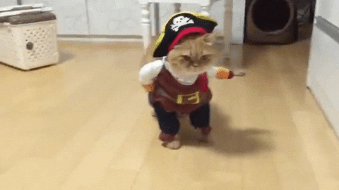 giphy.gif