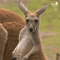 Kangaroos GIFs - Get the best GIF on GIPHY