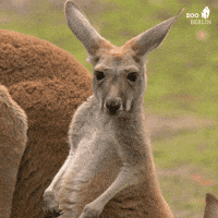 Kangaroos GIFs - Get the best GIF on GIPHY Kangaroos GIFs - Get the best GIF on GIPHY