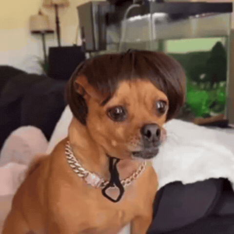 Dog Wig GIF by Kel <3