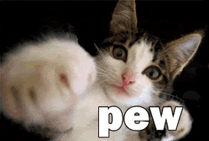 Pew Pew Cat GIF