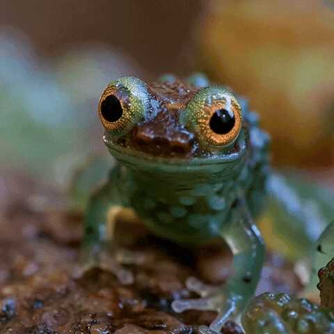Wink Frog GIF