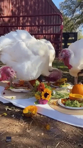 Thanksgiving Funny Animals GIF by Storyful