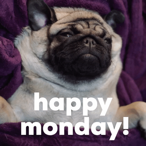 Video gif. Pug melted into a purple blanket scrunches up its face lazily, not moving. Text, "Happy Monday!"