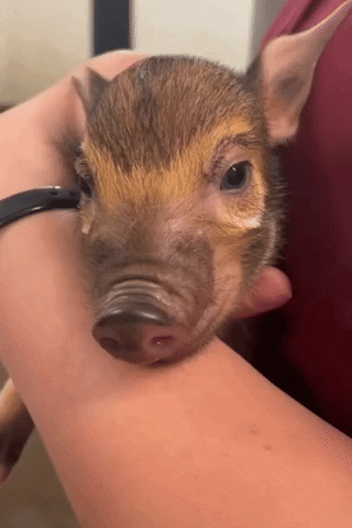 Red River Hog Piglets GIF by Storyful