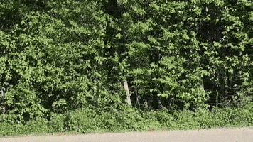 Auto Auf GIF by Die Linke Schwelm