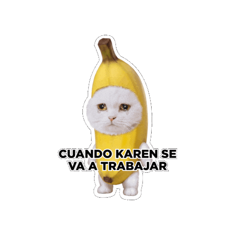 Seguroesporminino Sticker by Minino Plus®