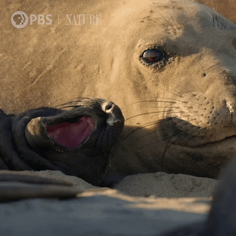Baby Animal Yawn GIF by Nature on PBS