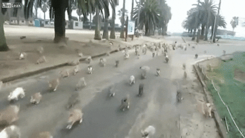 Rabbits Running GIF - Find & Share on GIPHY