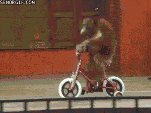 Monkey Riding Bike GIFs - Find & Share on GIPHY