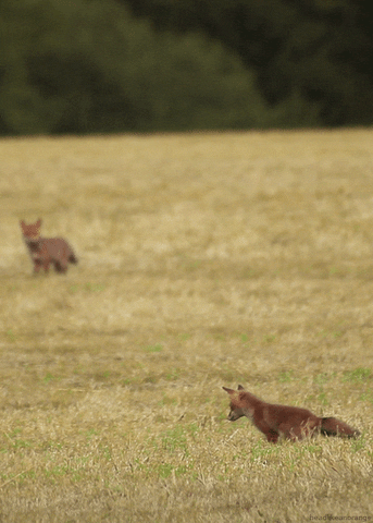 renard-roux-chasse-unique