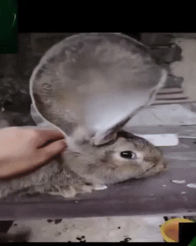 Meme GIF