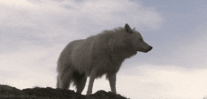 [Image: 200.gif]