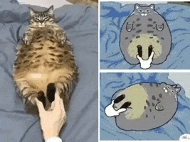 Cat GIF