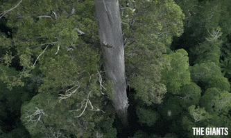 The Giants Forest GIF by Madman Entertainment