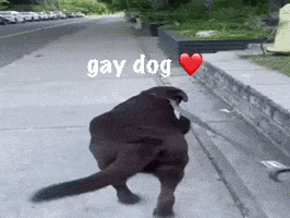 Gay Dog GIF