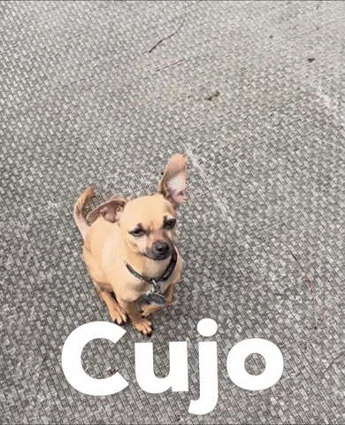 Cujo GIF
