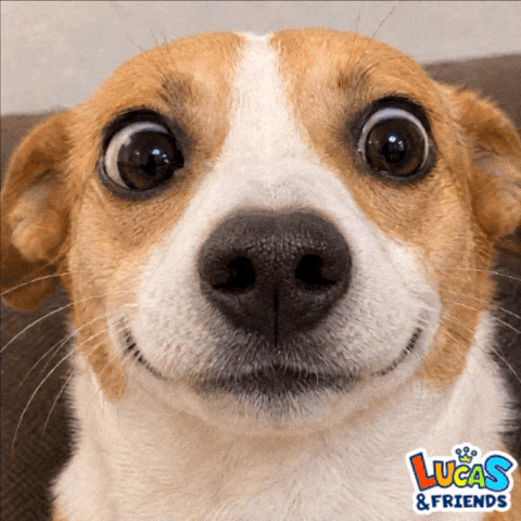Dog Lol GIF by Lucas and Friends by RV AppStudios