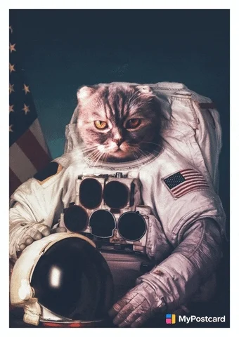 Cool Cat Space GIF