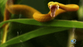 Snakes GIF by Discovery