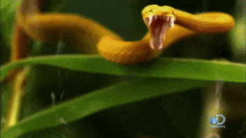 Snaketacular GIFs - Find & Share on GIPHY