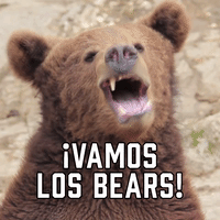 ¡Vamos Los Bears!