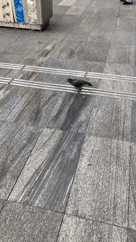 giphy.gif