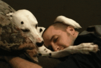 dog loves owner gif