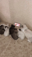 Aww Watching GIF