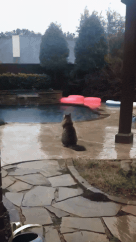 Mr Whiskers GIF