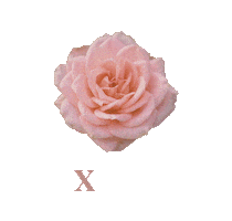 Pink Beauty Sticker by XOUL