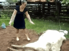 Woman Horse GIFs - Find & Share on GIPHY