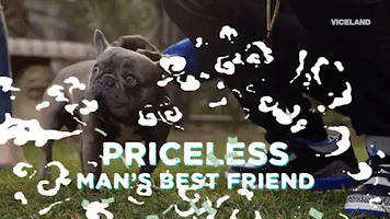 breeding show dog GIF by MOST EXPENSIVEST