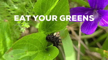 Hungry Caterpillar GIF by U.S. Fish and Wildlife Service