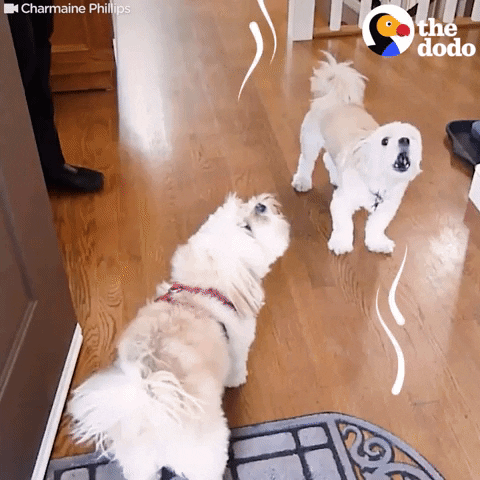 dogs reunite howling GIF by The Dodo